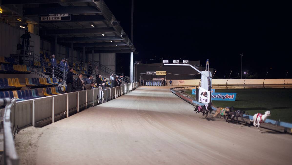 FINAL: The decider to the Group 3 Dapto Puppy Auction Classic series will be held on Thursday night. Picture: James Brickwood