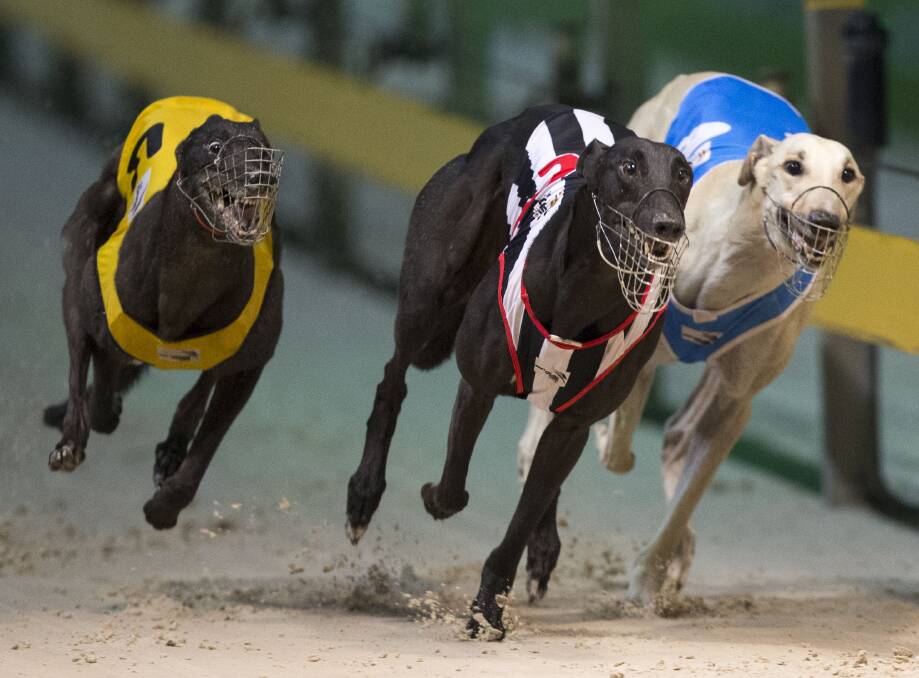 RAILS RUN: Black Hole Sun won the Group 3 The Ambrosoli for Wilton trainer John Little on Saturday night. Picture: thedogs.com.au