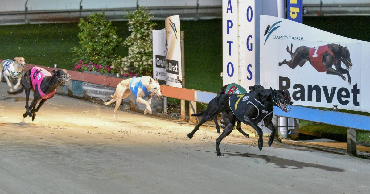 LAST YEAR: Bertacious Bee claimed the 2014 Dapto Puppy Classic for owner-trainer combination Chris Bertinato and George Micallef. Picture: CHRIS CHAN