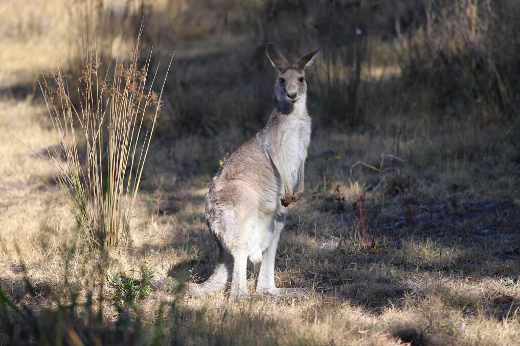 An Eastern Grey Kangaroo
