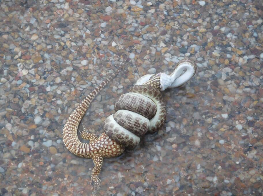 DEATH RATTLE: Snake versus goanna, Urandangi-style. Photo: Pam Forster