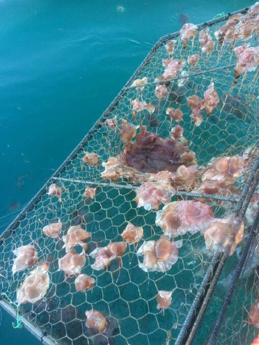 Photos of the jellyfish washing up at Narooma