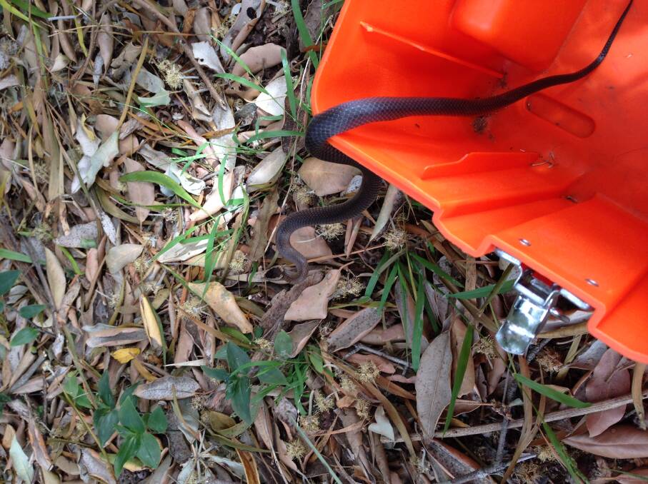 The snake was released to bushland at the top of the Illawarra escarpment Monday afternoon. Picture: Sydney Snake Catchers