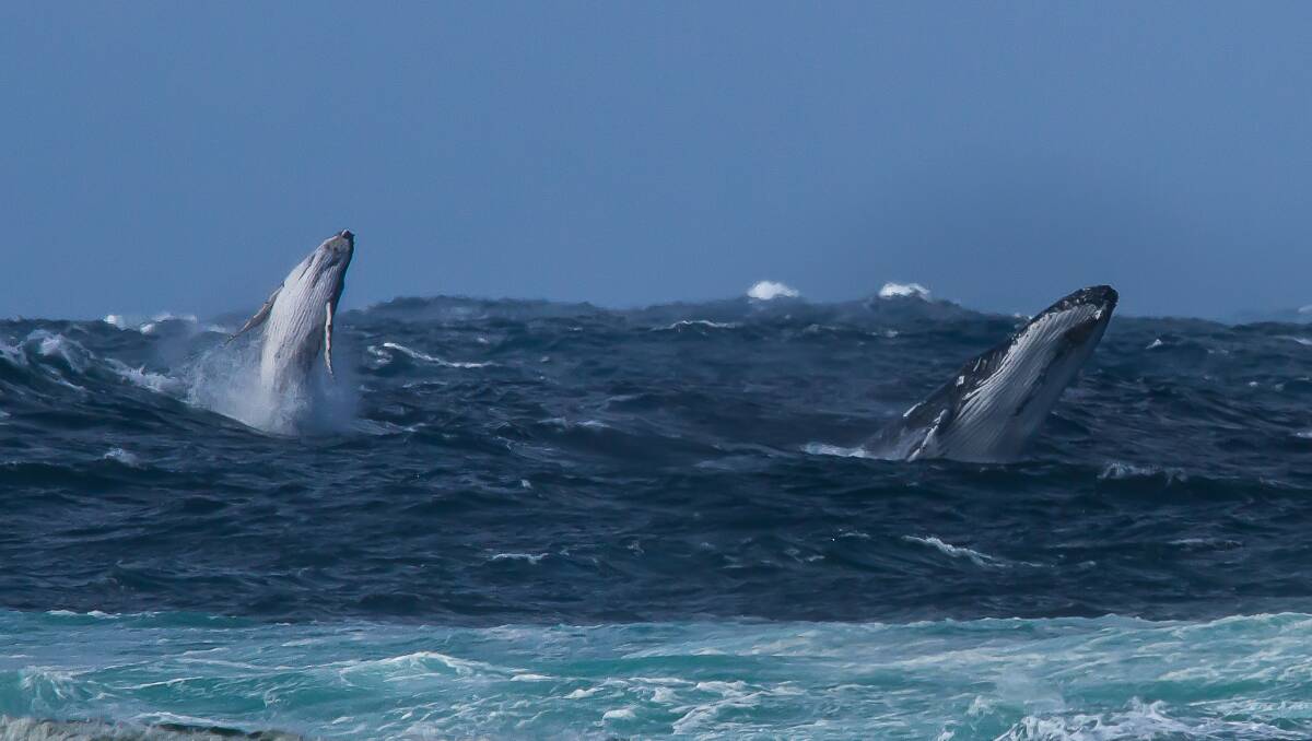 SYNCHRONISED SWIMMERS: A mother and calf breach waters off Bass Point on Sunday. Picture: Glennfen Imagery - @glennfen