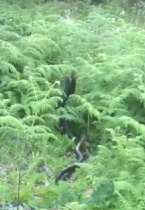 LET'S DANCE: Two snakes intertwine in a curious scene from amateur video captured at Kembla Heights. 