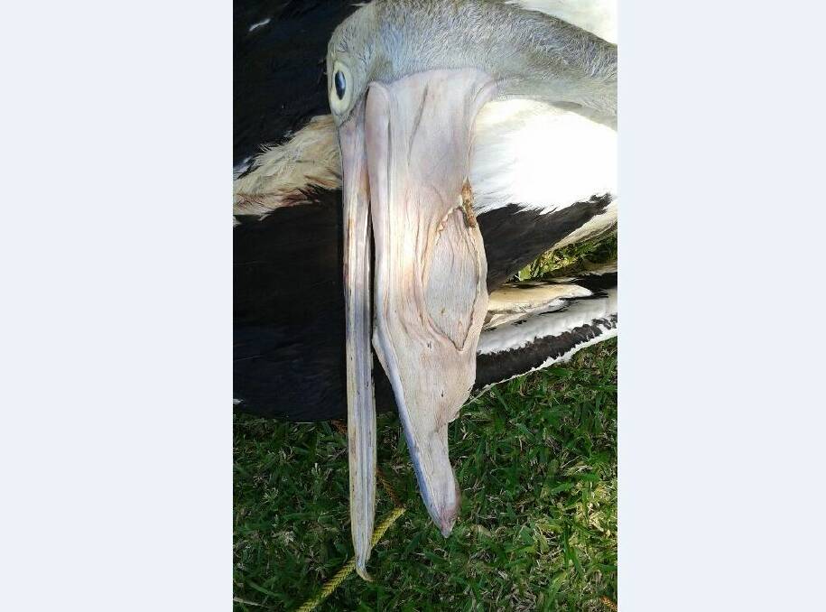 The dead pelican suffered multiple wounds.