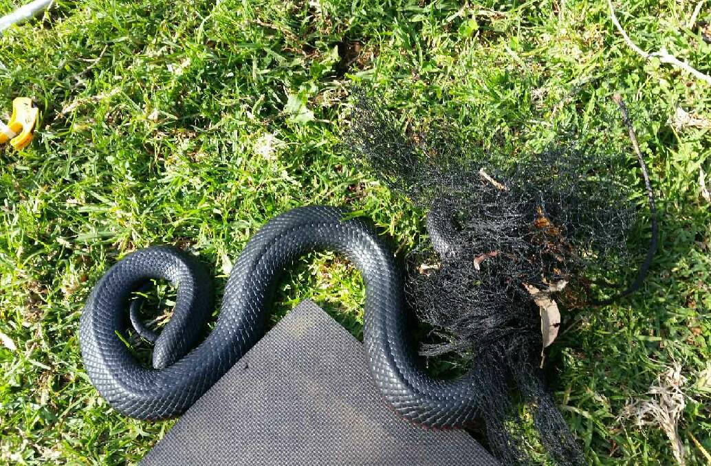 ENSSSNARED: A red-bellied black snake found trapped in bird netting at Kiama makes its displeasure known. Picture: supplied
