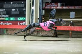 Bella Una seen winning the Ladbrokes Country Classic, is a big chance of the Dubbo Double on Saturday. Picture supplied