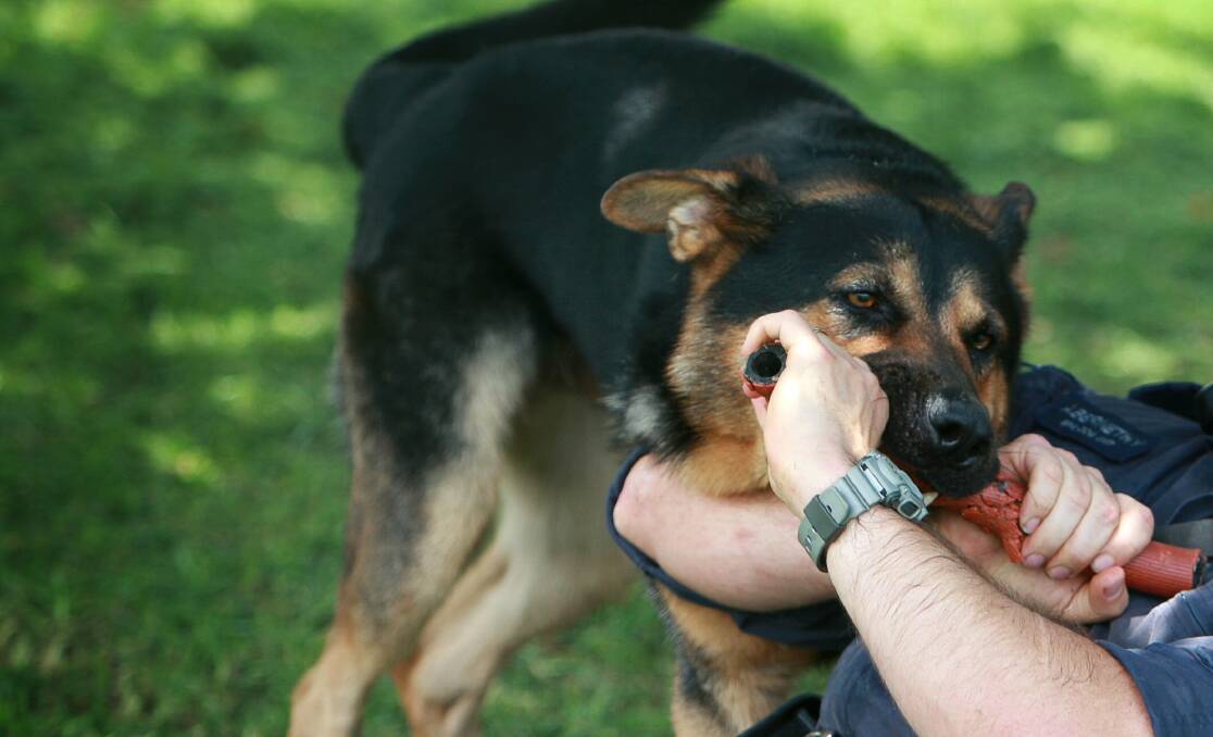 File picture shows a police dog training exercise. 