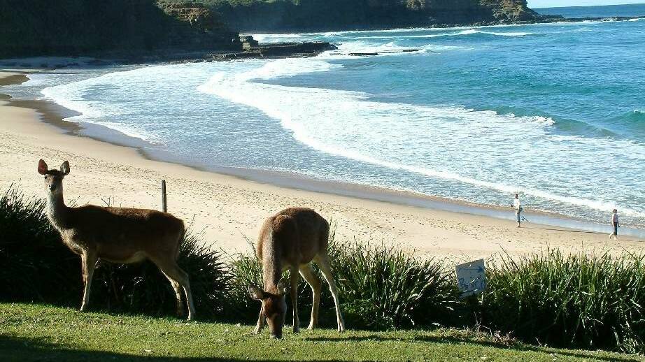 Plague: Rusa deer at Era beach in the Royal National Park north of Stanwell Park, just one of the places where the population is out of control.