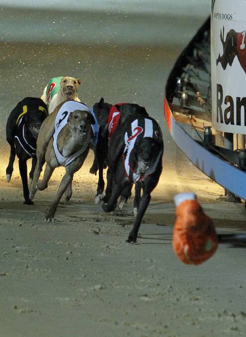 RACE IS ON: The Puppy Auction Final (297m) is on Thursday night. 