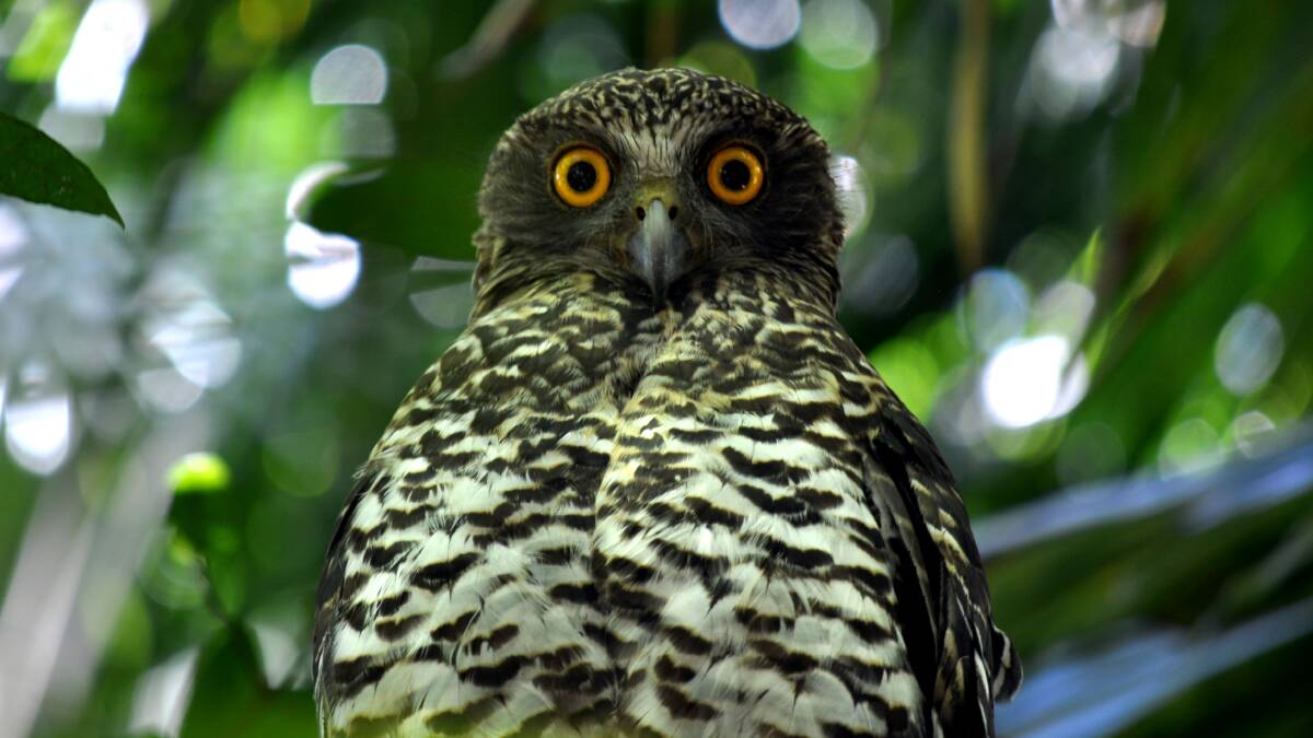 Here's looking at you, kid: A powerful owl fixes its gaze.