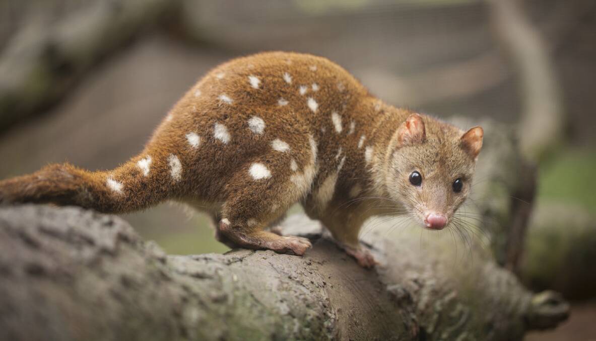 Quoll vadis, laddie: The spotted tail quoll is one of the creatures which may be making itself at home incognito on escarpment land.