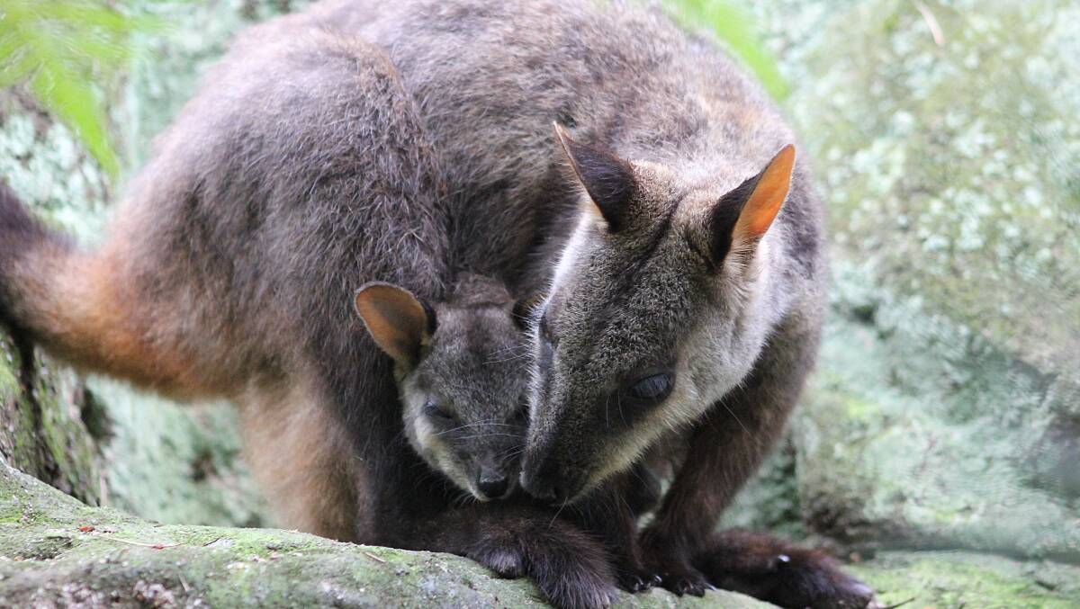 Brush tailed rock wallaby