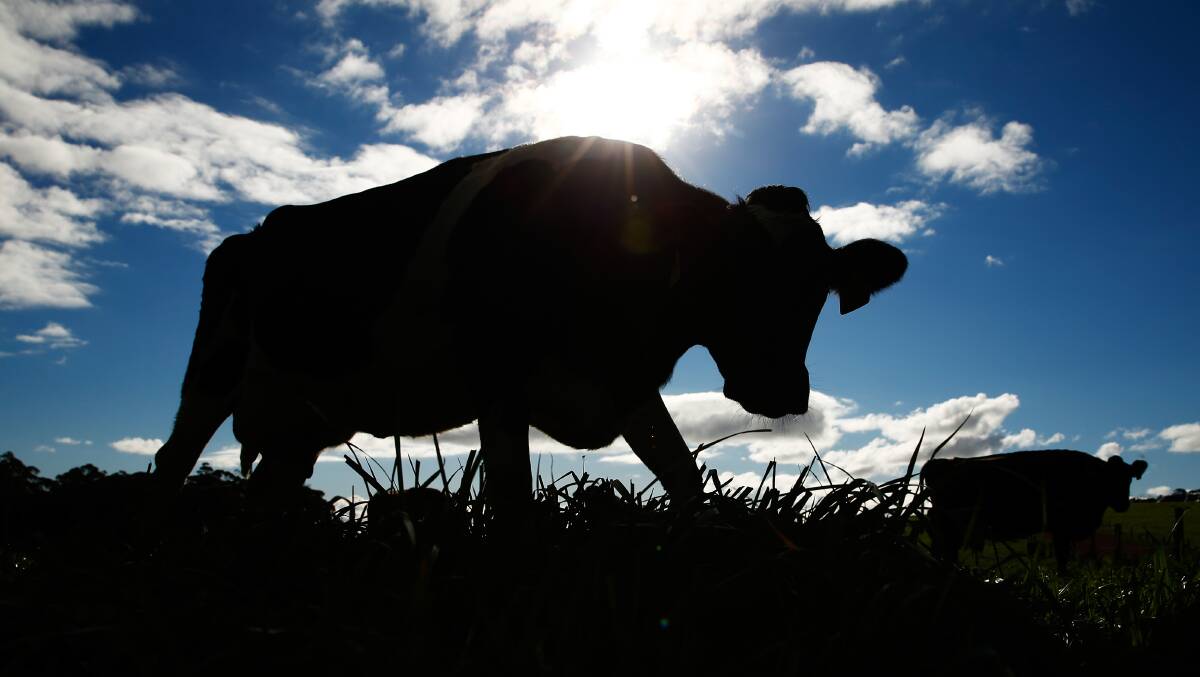 Warning to farmers over cattle poisoning