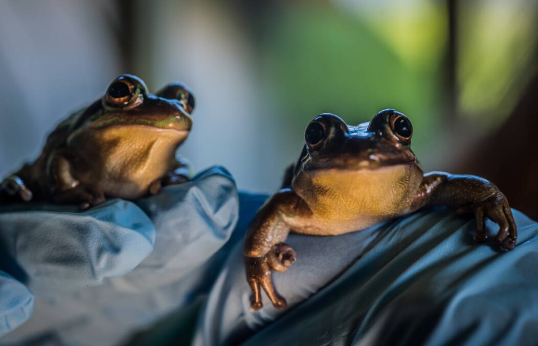 Illawarra residents can listen for frogs in their own backyard using the FrogID app for iOS or Android. It's a national citizen science project helping to learn about what is happening to Australian frogs. Picture: Karleen Minney.