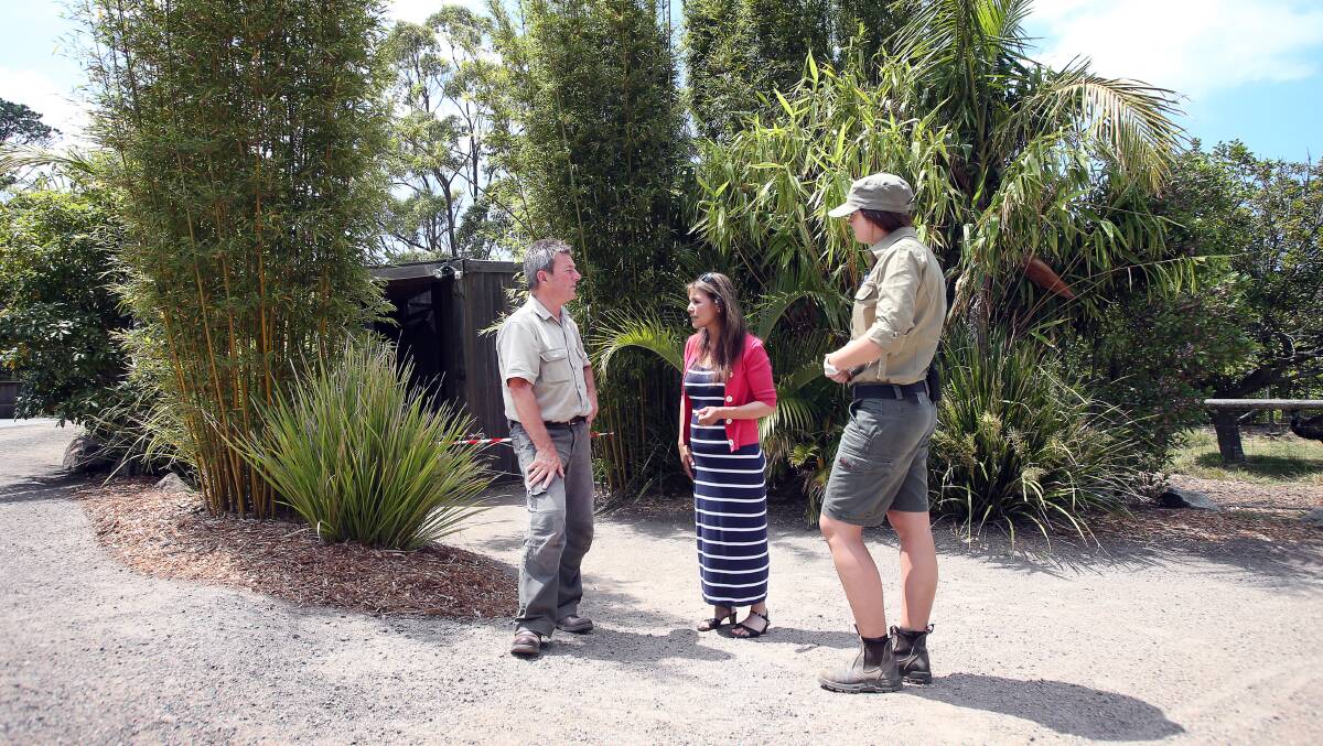 Symbio Wildlife Park owner John Radnidge (left) joins primate and carnivore keeper  Maritza Gaete and curator Kylie Radnidge to discuss the care of the two returned pygmy marmosets on Monday. Picture: Sylvia Liber