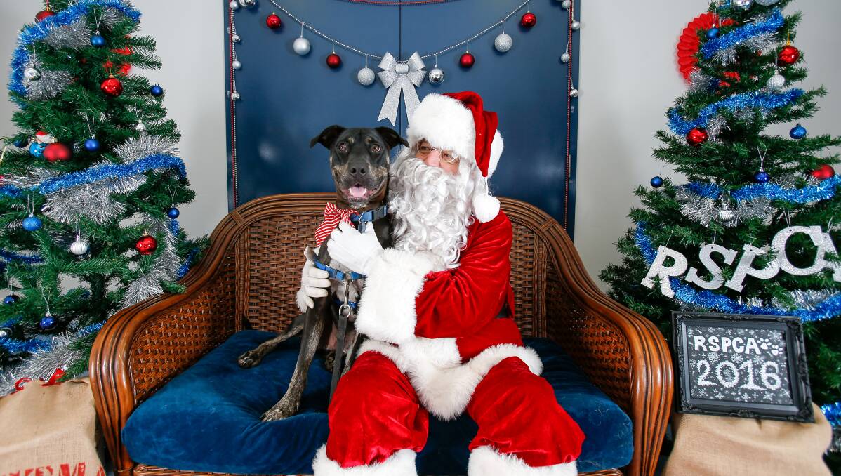 All I want for Christmas: One-year-old rescue pup Gonzo was one of dozens of Illawarra animals who posed for a Christmas photo this weekend, asking Santa for a family to adopt him. Picture: Adam McLean.