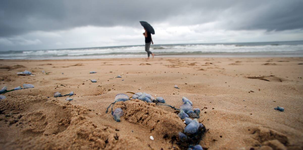STINGERS: Hundreds of bluebottles have washed ashore on Wollongong's beaches, prompting council warnings. Picture: Sylvia Liber.