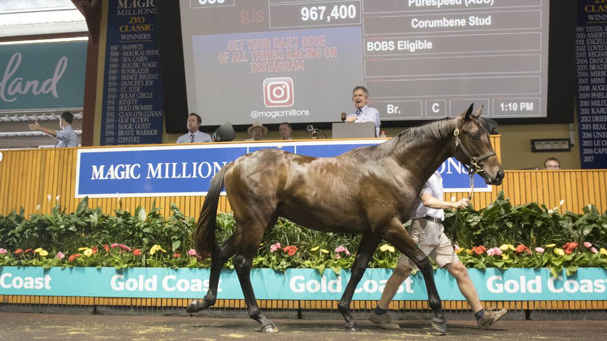 UNDER THE HAMMER: A colt by More Than Ready from Purespeed sold for $1.3 million at last week's Magic Millions Yearling Sales. Picture: ROBERT SHAKESPEARE