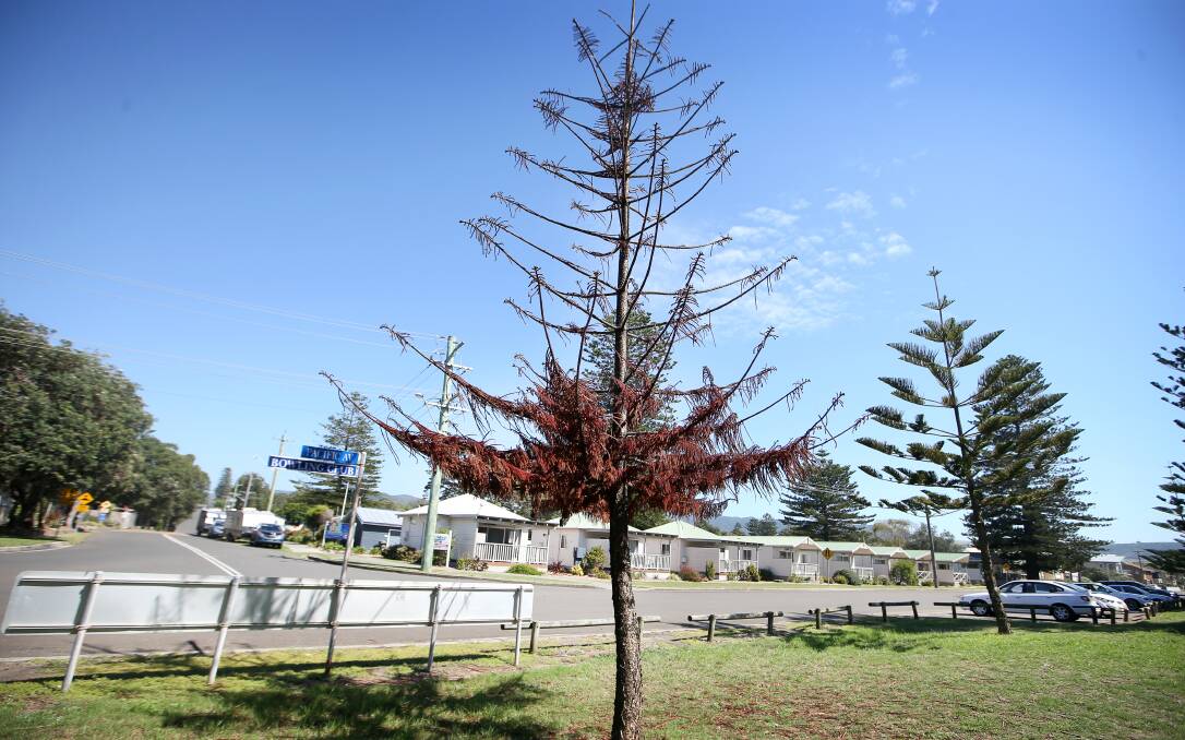 Dirty deeds: One of the poisoned Norfolk pines on Pacific Ave at Werri Beach on Thursday. Picture: Sylvia Liber.