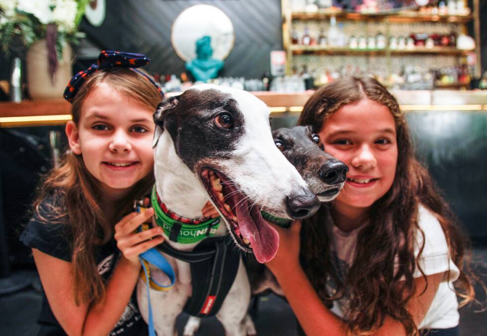 Cuddle time: Cousins Charlotte Doodeman (left) and Tia Laveta, both 11, with retired greyhounds and much-loved family pets Archie, 5, and Indy, 7 (right).