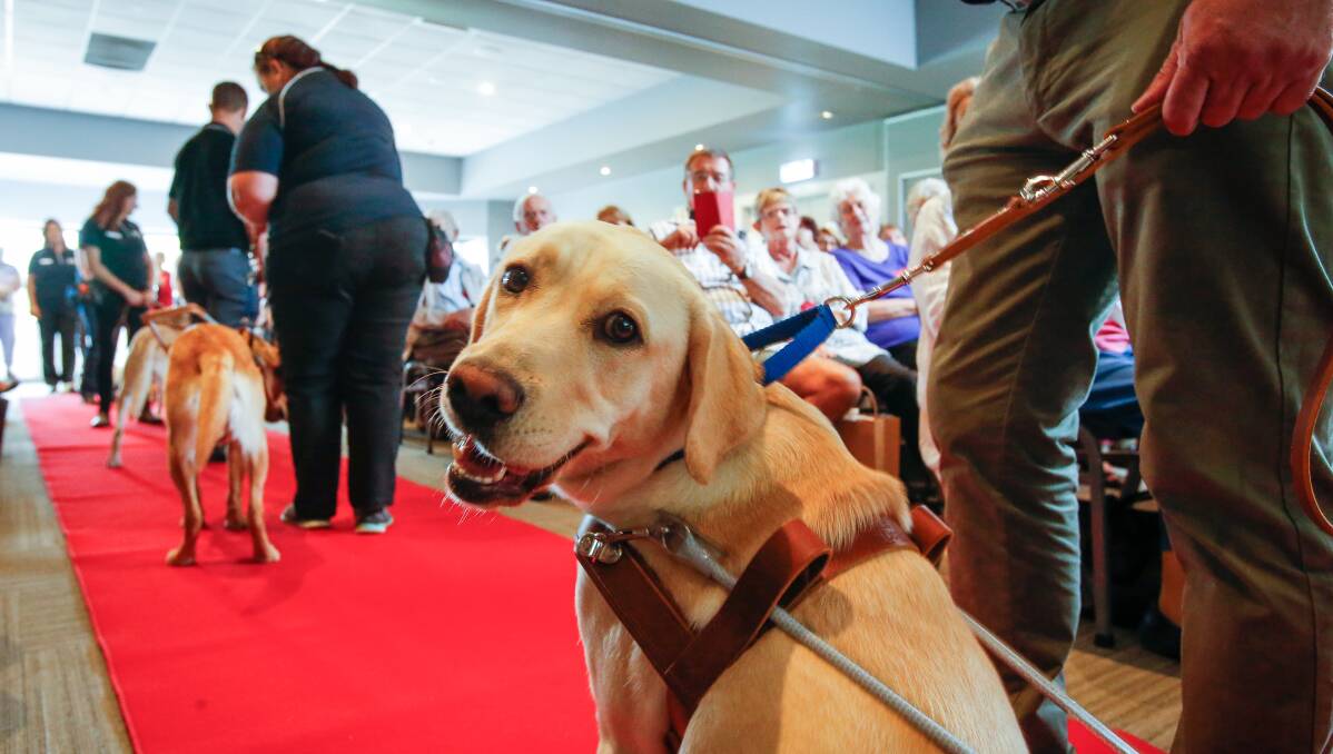 Work ready: The latest guide dog recruits lined up on the red carpet during their graduation ceremony at Port Kembla Golf Club on Tuesday.