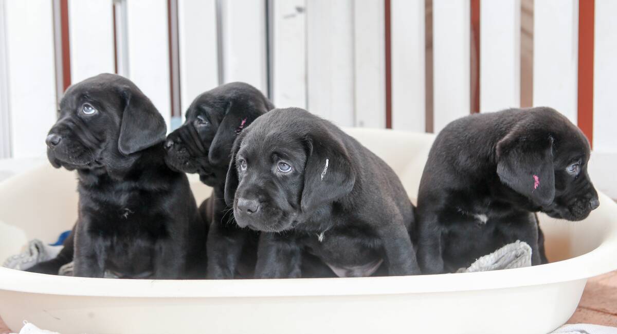 Well bred: The latest litter of labrador puppies who have been bred for the purpose of helping those who are blind, or have a vision impairment.