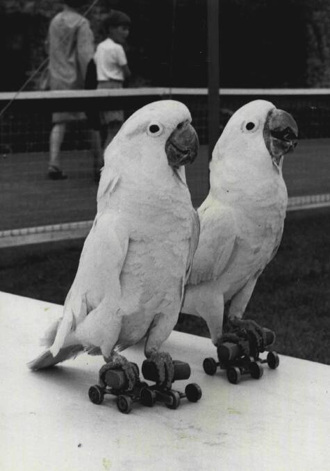 Roller-skating cockatoos are graduates of a special school for parrots at Flamingo Park Zoo, Yorkshire, in 1967. Picture: Fairfax File/The Press Association Ltd
