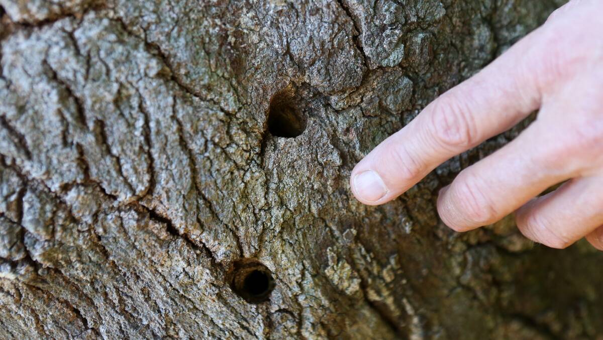 DELIBERATE: Drill holes clearly visible in a major established coast banksia at Coledale.