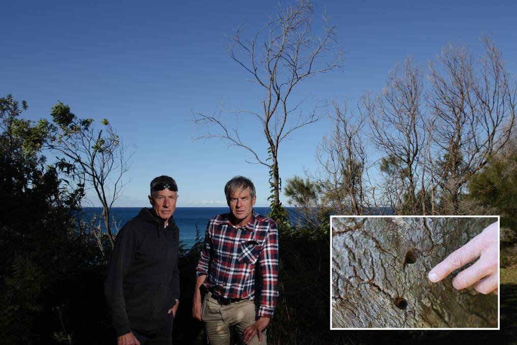 THIS CAN'T GO ON: Ross Dearden and Ian Knight at a site of tree vandalism in Coledale. INSET: Some of the holes drilled in a coast banskia on the cliff edge. Pictures: Adam McLean