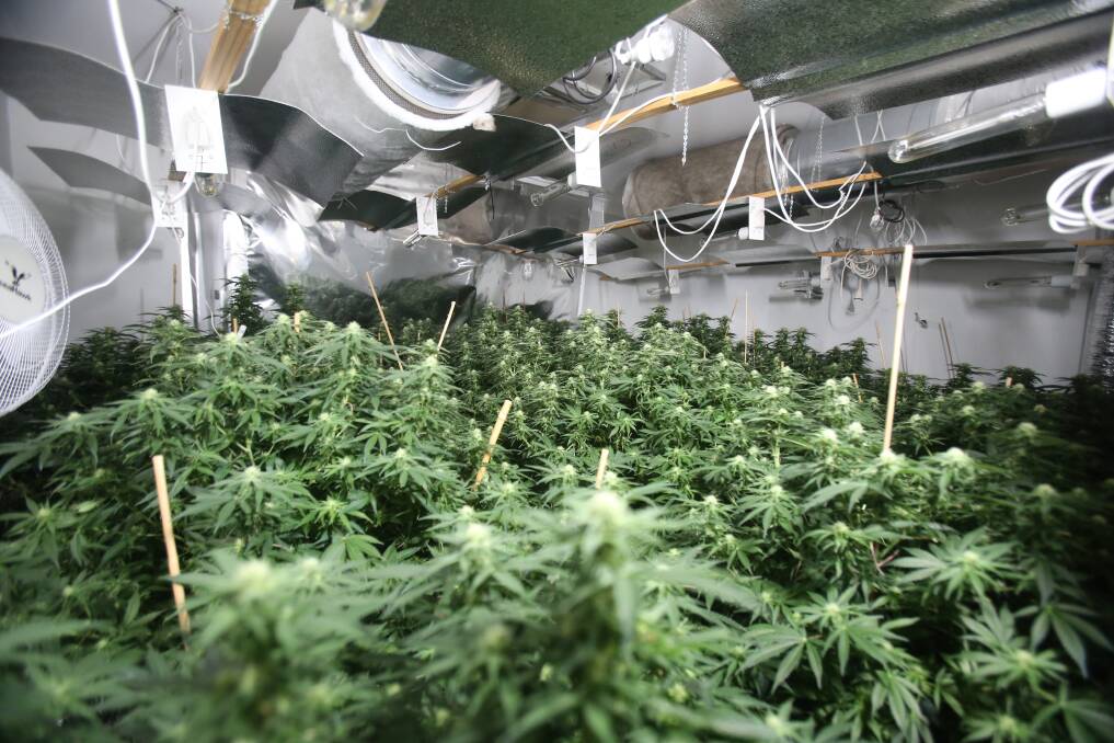 Police find hundreds of cannabis plants growing in a suburban house in Jacaranda Avenue, Figtree. Picture: Robert Peet
