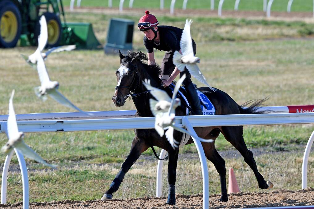 Joseph O'Brien trained horse US Army Ranger is seen during trackwork at Werribee.
 Picture: AAP Image/Joe Castro