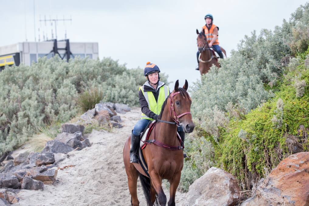 Big Duke enjoys an early morning training session at Lady Bay in Warrnambool.   Picture: Christine Ansorge