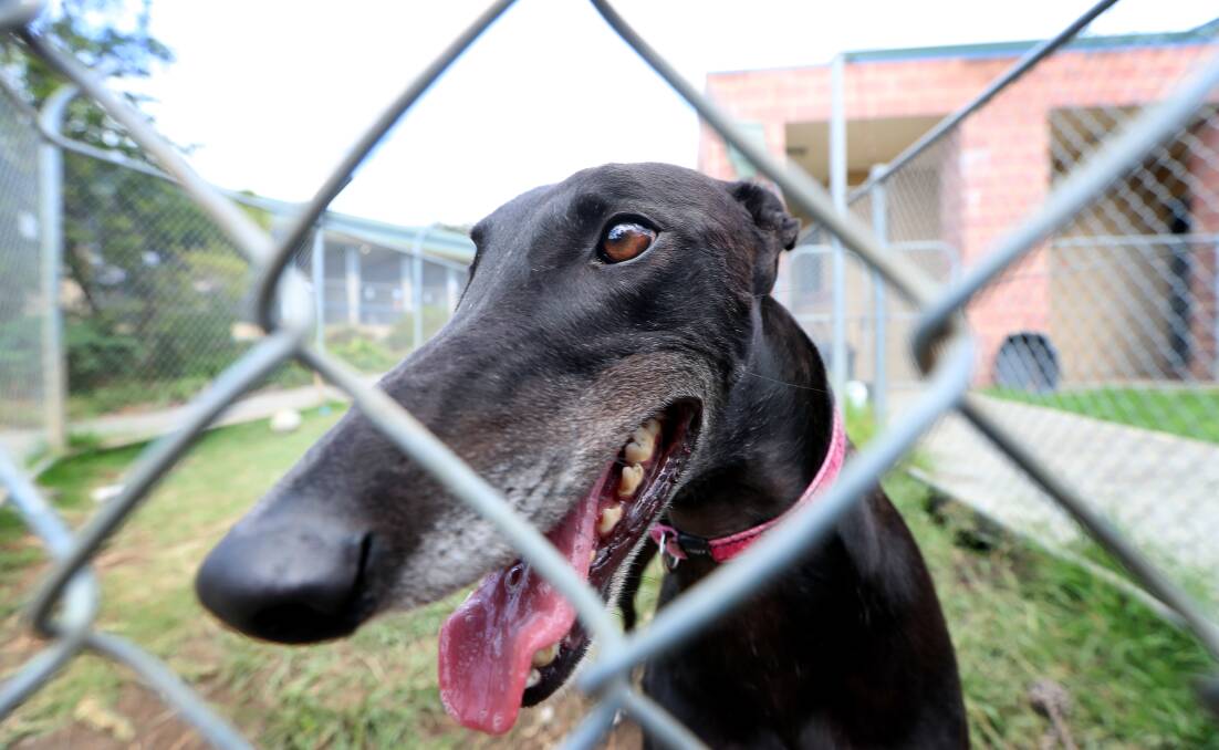 HAPPY PUP: DJ Caz the greyhound was one of many pets to find a loving new home across the RSPCA's 'clear the shelters' weekend. Picture: Sylvia Liber