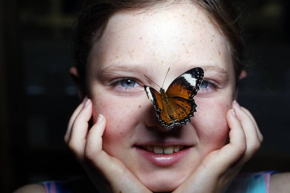 As part of their Easter celebrations a Butterfly House will be open in Wollongong CBD for people to get up close and personal with the butterflies - just like Keisha Smith. Picture: Sylvia Liber