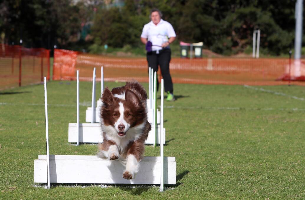 Doggies training on Thursday ahead of the Australian Flyball event in Kiama this weekend. Picture: Sylvia Liber