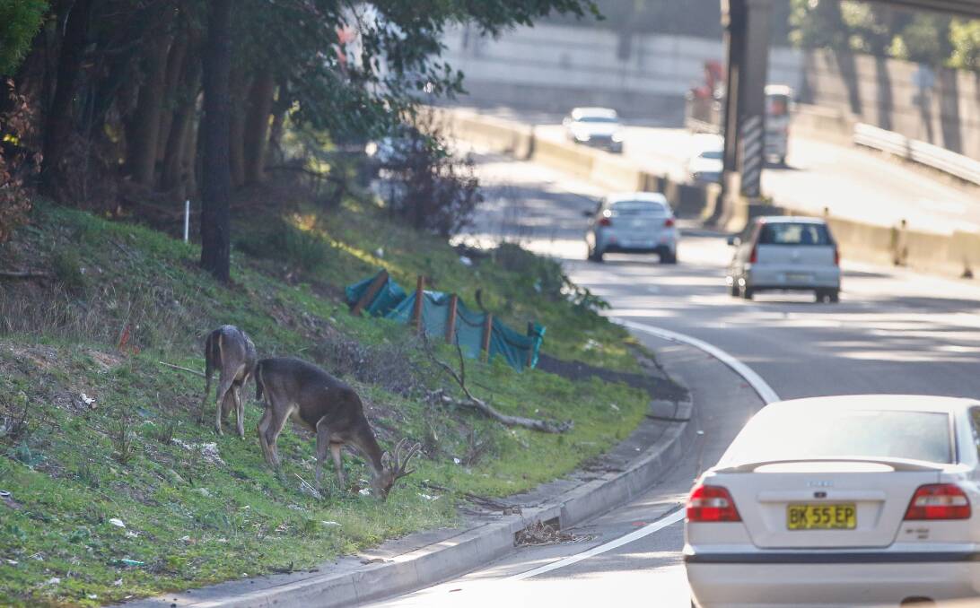 Deer hazard: These deer spotted grazing on the edge of Mt Ousley Rd are not a rare sight close to the escarpment. Most deer in Wollongong are Rusa Deer (Cervus timorensis). Picture: Adam McLean