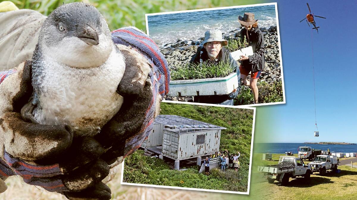 CLOCKWISE FROM LEFT: A Big Island Little Penguin, regeneration volunteers, Park Air lifts in the water, and the planting team near their base.