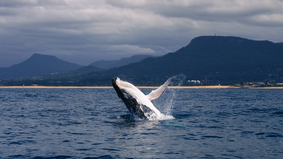 Local photographer Emily Parisi captured this young whale breaching with Mt Keira in the background last weekend. Picture: courtesy EMILY PARISI.