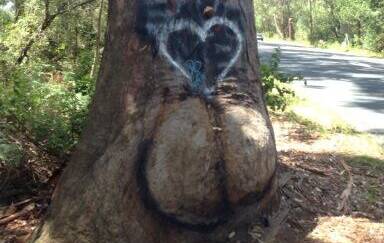 Bum love: The beloved tree at Gerroa was chopped down in 2014