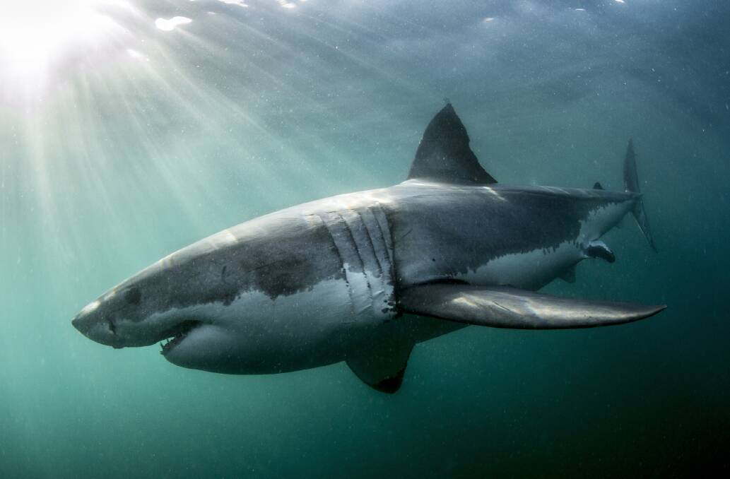 Playing on the mind: Sharks may be in people's minds after a spate of attacks in NSW but they're rarely a danger at patrolled beaches.