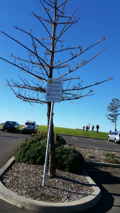 Killed: A vandalised tree at Bulli, with a sign erected by council. Picture: Ian Knight.