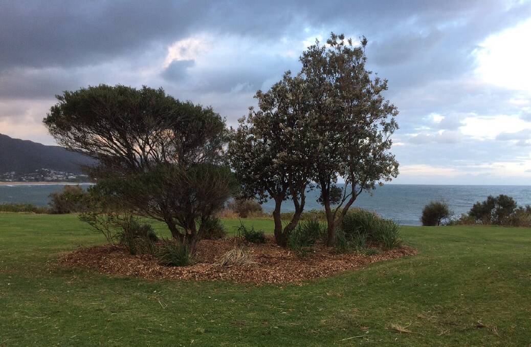 VANDALS: These prominent coast banksias at Sandon Point are the latest native trees to be poisoned by cowards.