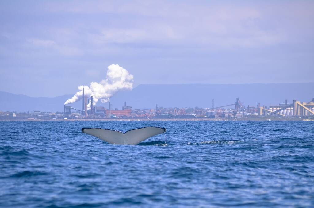 TWO WORLDS: The whale's flukes are just about to sink beneath the water off Port Kembla. Picture: EMILY PARISI.
