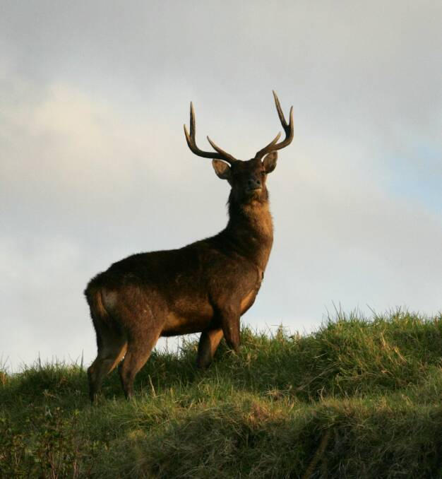 Big boy, big problem: This buck was photographed at West Wollongong in 2007. Problem areas near the escarpment have been waiting decades for proper action.