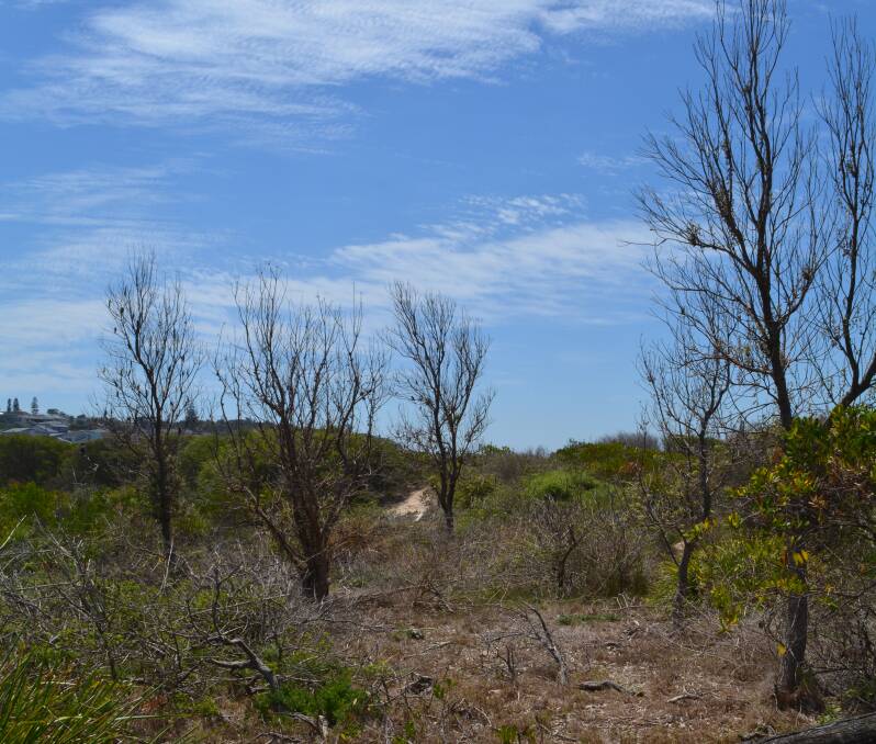 Sorry sight: Some of the poisoned trees at Jones Beach, Kiama Downs. Picture supplied by Kiama Municipal Council.