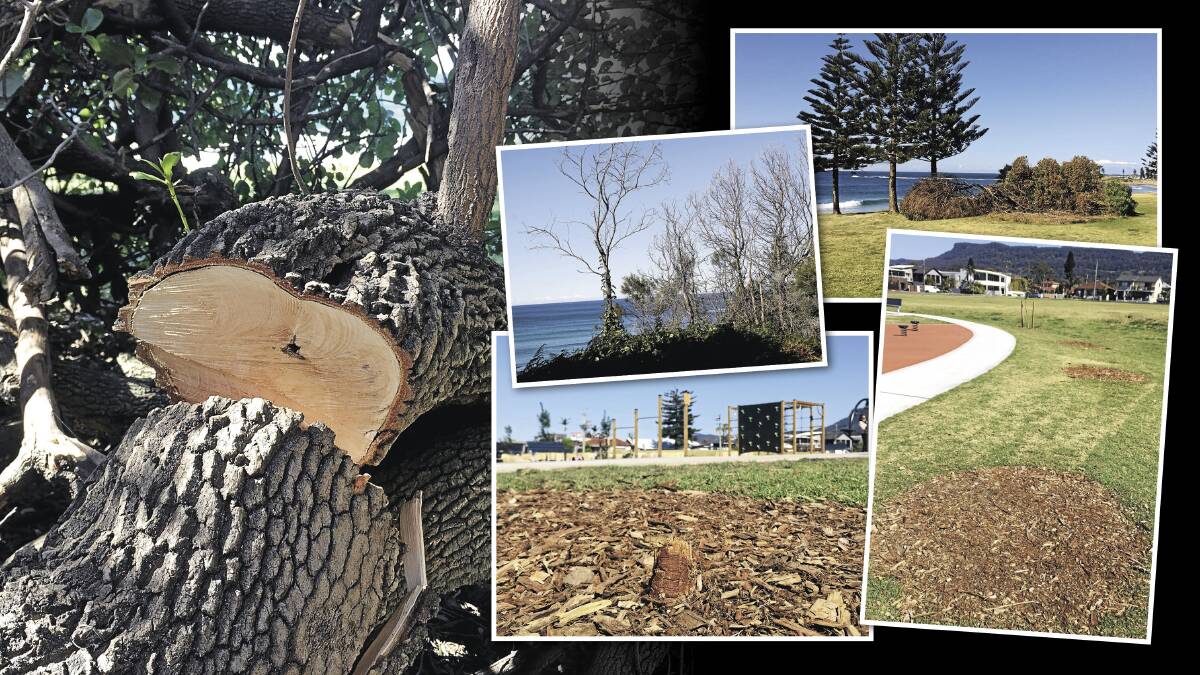 BRAZEN VANDALS: Some of the prominent trees that have been killed on council-controlled public land in recent months including at Sandon Point, Coledale and Woonona.