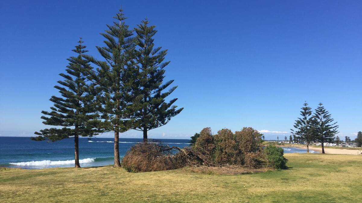 JUST 200m away: This stand of trees was killed at Sandon Point in August - clearly the work of people trying to improve their view. Pictures: BEN LANGFORD.