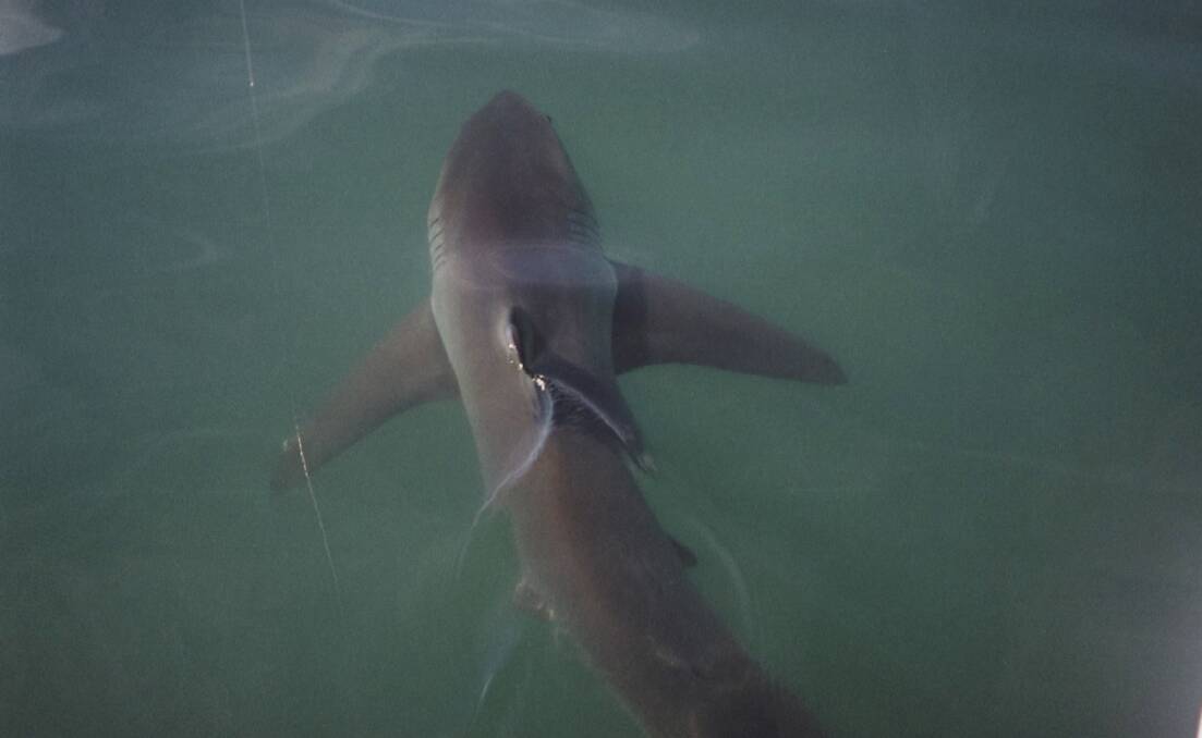 Beach closed: A shark was spotted this morning. File picture.